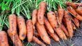 Как правильно подкармливать морковь в июле для отличного урожая