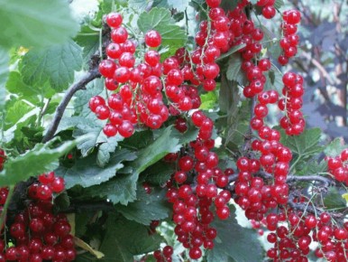 Как быстро и просто сделать домашний кетчуп за пять минут