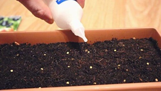 Как успешно вырастить баклажаны: советы для начинающих