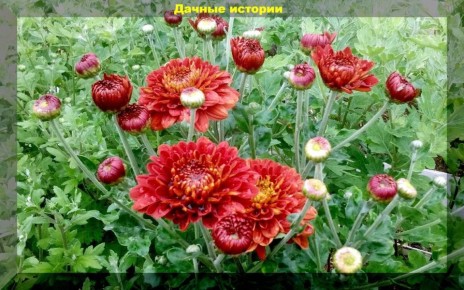 ������� ������� �������� ���������