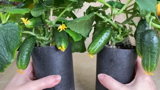 Как вырастить огурцы без хлопот: простой способ домашнего огородничества