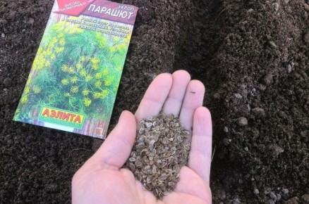 Что сажать в июне: советы для садоводов и огородников