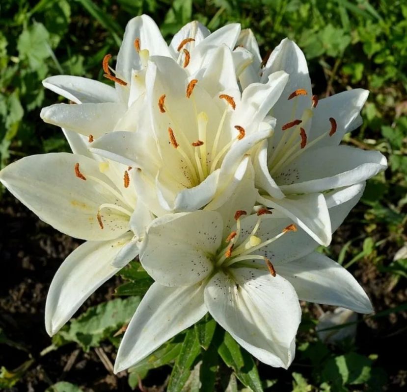 ���������� �����: ������� � ����, ������� ������� ��� ���