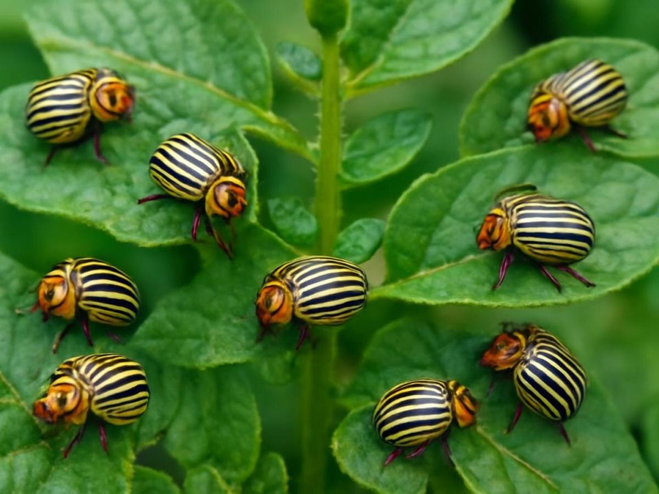 ��� ��������� ������ �������� �������� ��������� �� ����������