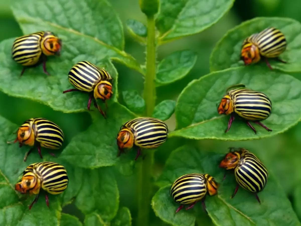 Как природные методы помогают защитить картофель от вредителей