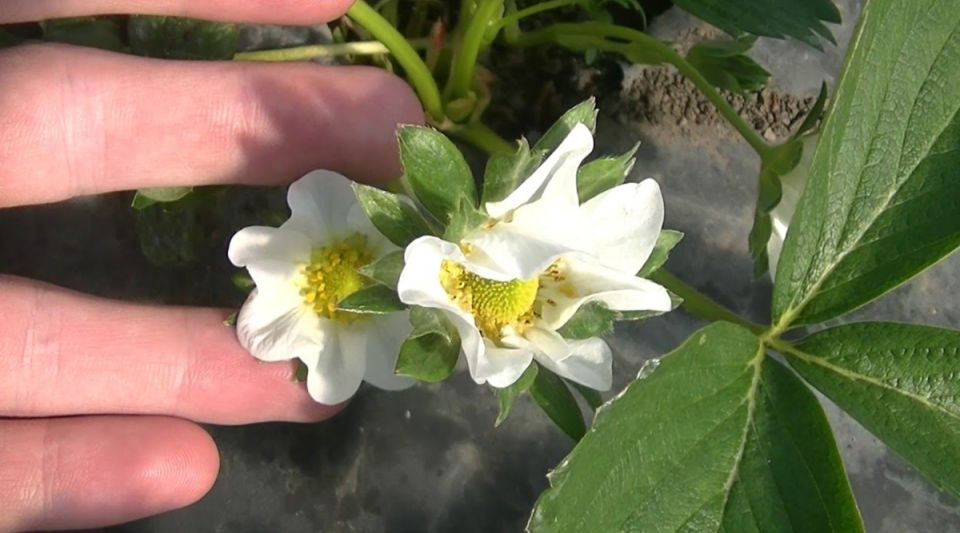 ���� ��� ��������: ������� �������� ��������� � �������� ������