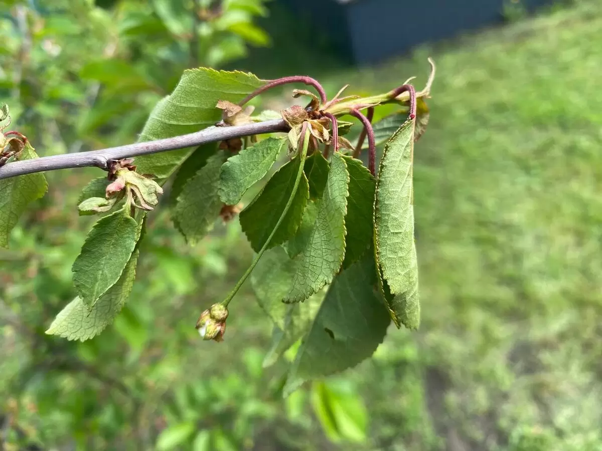 На даче заметили проблемы: листья вишни вянут и сохнут вместе с завязями