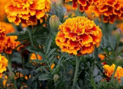 Бархатцы сохраняют осенний цвет: простые способы защитить растения от заморозков