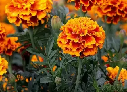 Бархатцы сохраняют осенний цвет: простые способы защитить растения от заморозков