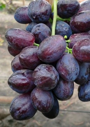 Виноград Сюзанна: красота и вкус, которые покоряют