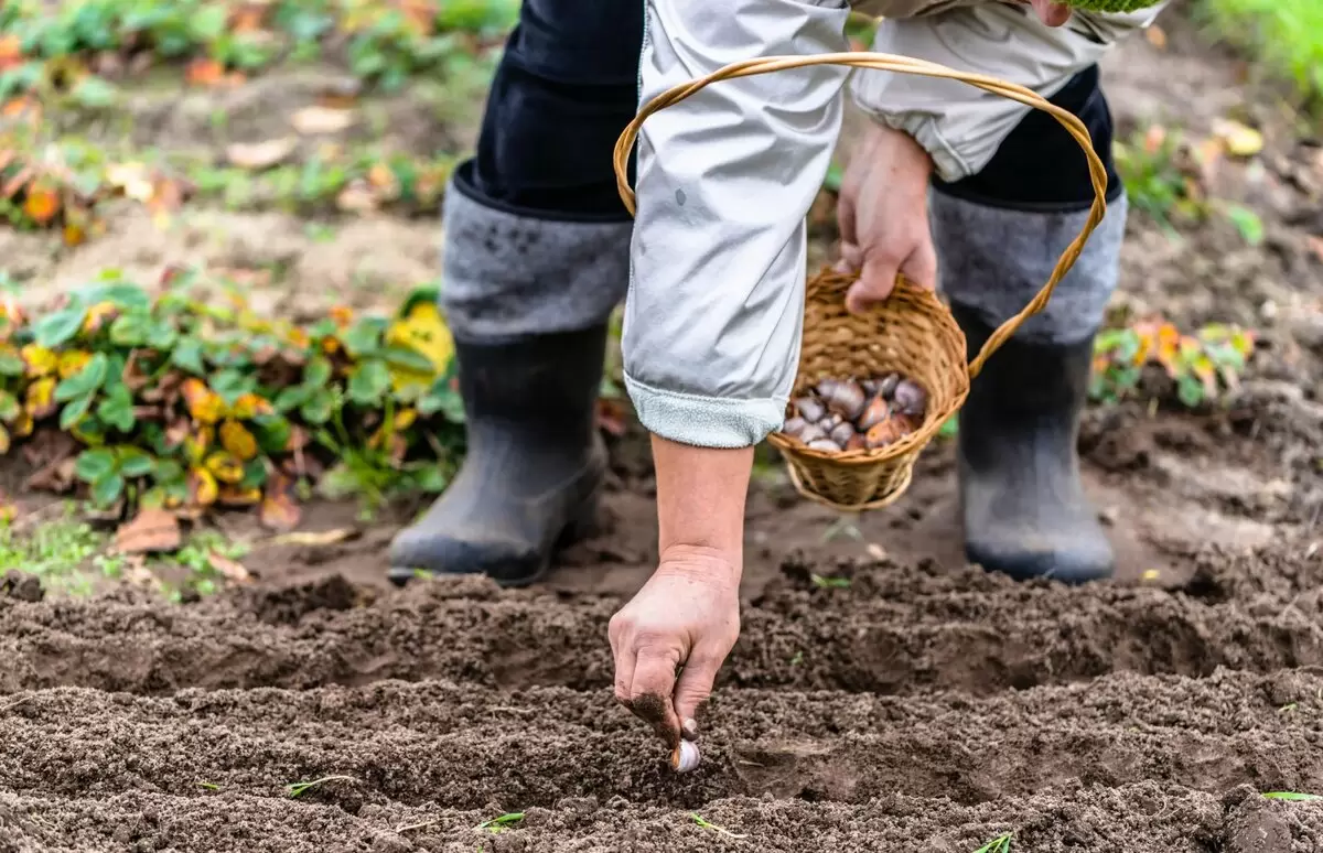 Осенние заботы в саду и огороде: как подготовиться к зиме в ноябре