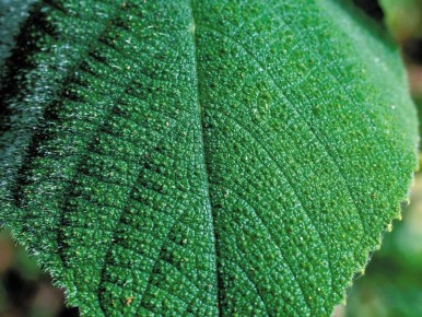 ��� ������ ��� �� ��������� ���: ������ ������ ������