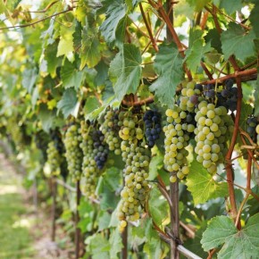 ������������ ������ ������������: ��� ��������� ������ � �������� ��������