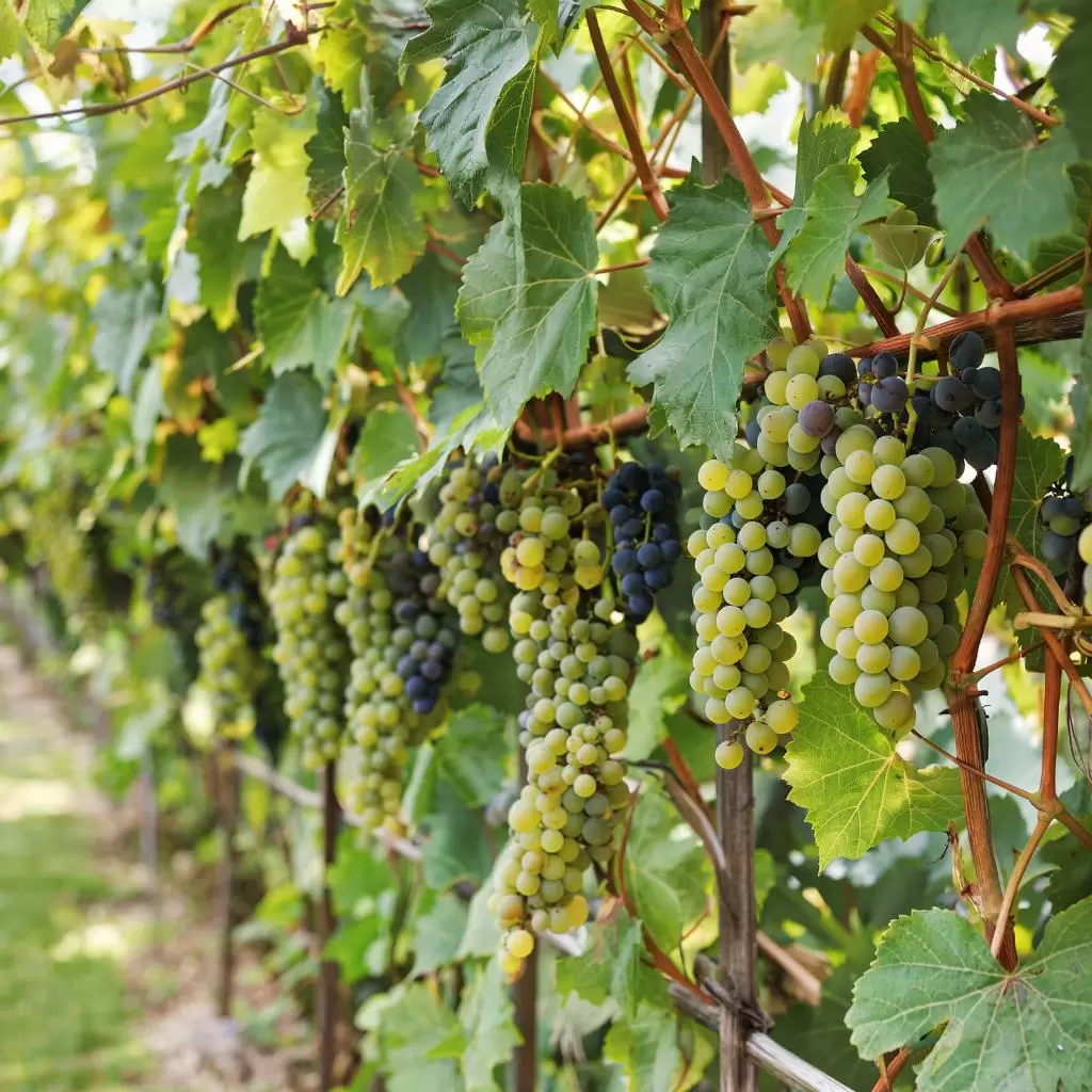 Сентябрьские ошибки виноградарей: как сохранить урожай и здоровье растений