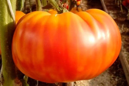 ������ ������� �����: ������� ������ � �����������