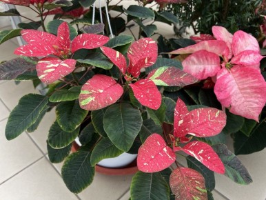 Зимняя цветочная симфония: 7 комнатных растений, которые расцветают в Новом году