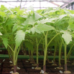 Как подготовить почву для рассады: секреты успешного дачника