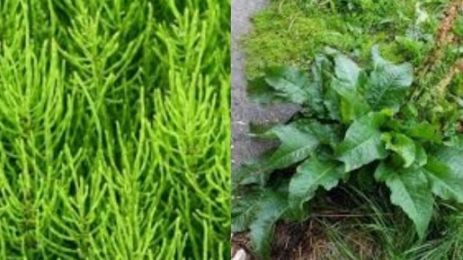 Как повысить урожай на своем участке: секреты борьбы с кислой почвой