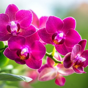 Советы по подкормке орхидей для долгого цветения