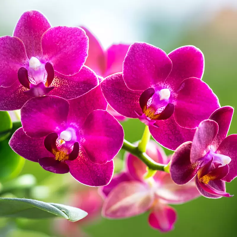 Советы по подкормке орхидей для долгого цветения