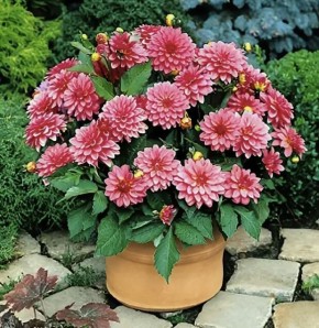 ��� ��������� �������� �� ����: ������ ��� ���������