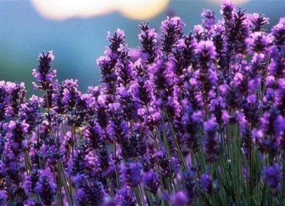 ��� ����� ���������� ������� ��������� ��� ������ ����