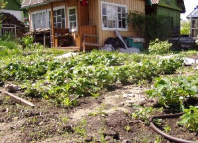 ��� ��������� �������� ������ ��� �� ����: ������� ������