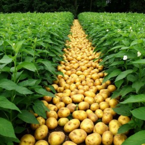 ��� ��������� ��������� �� �����: ������� ������� �������� �� ���������