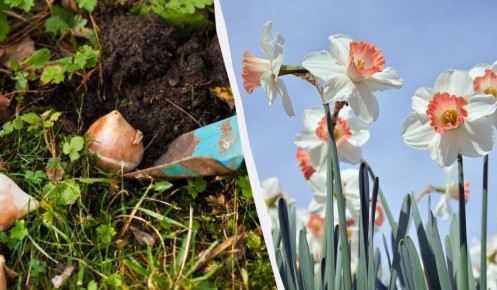 ��� ��������� ���������� ��������: ������ ��� ������� �������� �������