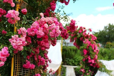 ��� ������ ����������� ��������� ���� � ����