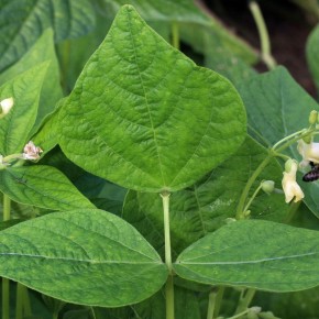 ������ �������: ������������ ������������ ��� ������ ����