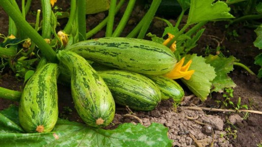 ��� ������� ������� �������� ��������� ���������� ������� ��� ���������