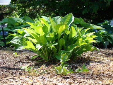 ������������ �������� ������� ����: ���-3 �������� ��� ������ �������� ���