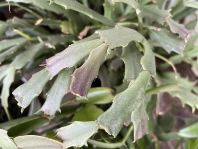 ��� �� ������� ���������� ������� ����������� ������� � ��������