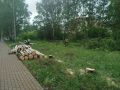В Ижевске срубили березы под модульное приемное отделение ГКБ №6