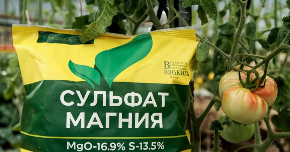Как сульфат магния помогает вырастить идеальные томаты