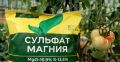 Как сульфат магния помогает вырастить идеальные томаты