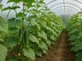 Сладкие плоды или густые заросли? Один жест может всё изменить