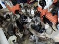Ситуация SOS! Приют в Ижевске спасает более 100 кошек с проблемной передержки