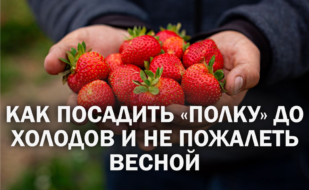 Как успешно посадить саженцы клубники Полка осенью для богатого урожая весной