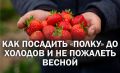 Как успешно посадить саженцы клубники Полка осенью для богатого урожая весной