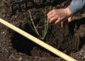 Плетистые розы: секреты успешной посадки и ухода за вьющимися красотками
