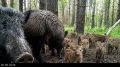 И снова у нас в эфире – прямое включение из удмуртского леса