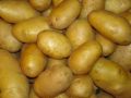 Картофель Самба: урожайный сорт с отличной лежкостью и желтой мякотью
