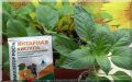 Полив рассады янтарной кислотой: как правильно применять