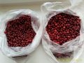 Когда же лучше всего собирать клюкву: советы опытного клюквенника