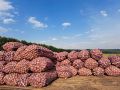 Посмотрите на эту красоту. Глава Можгинского района Удмуртии Александр Васильев поделился в соцсетях фото: фермерские хозяйства района приступили к уборке раннего картофеля