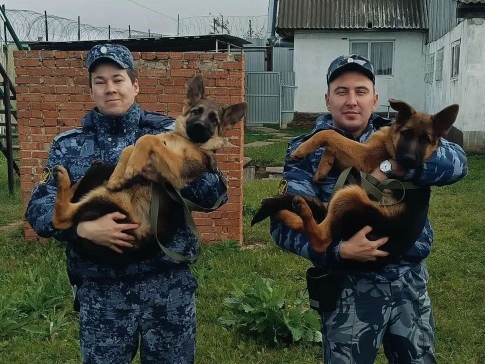 На службу в исправительную колонию №12 в Сарапуле поступили два щенка немецкой овчарки