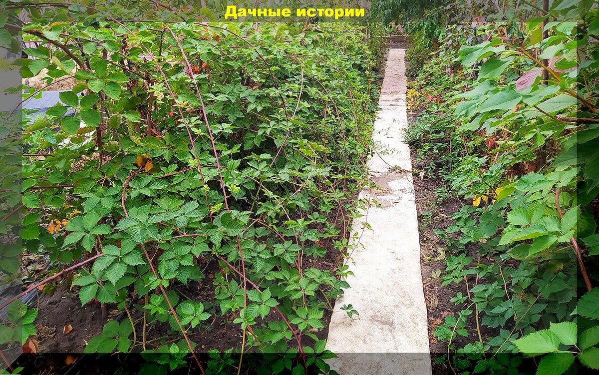 Секреты успешной посадки ежевики: как выбрать подходящие сорта для средней полосы России