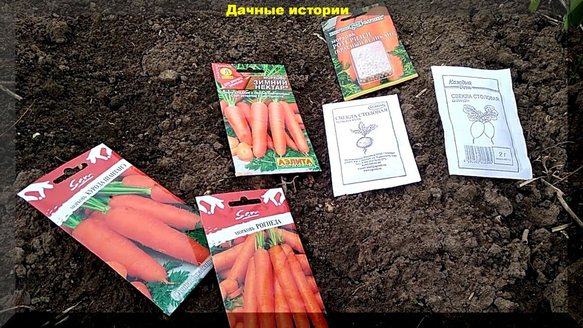 Подзимний посев моркови и свеклы: секреты раннего урожая